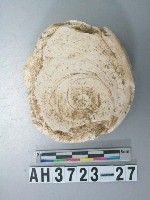 藏品(螺蓋製貝刮器)的圖片